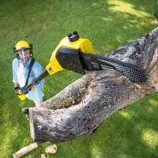 Best Stump Grinding and Removal  in Avon, PA