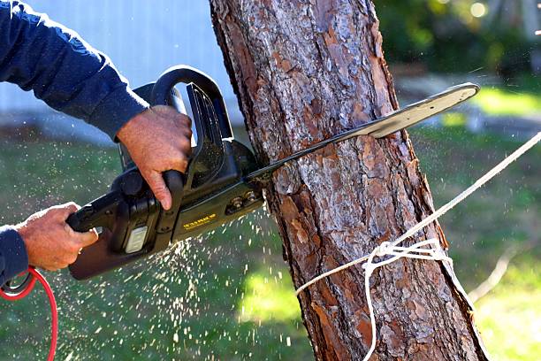 Best Palm Tree Trimming  in Avon, PA